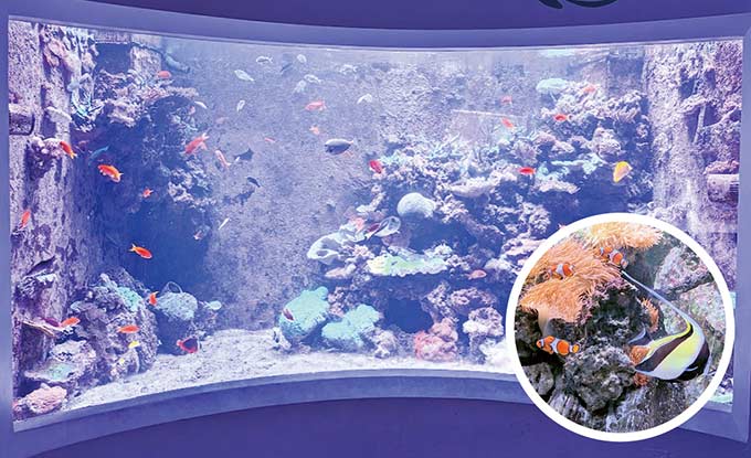 ミニ水族館