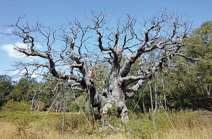 The Major Oak