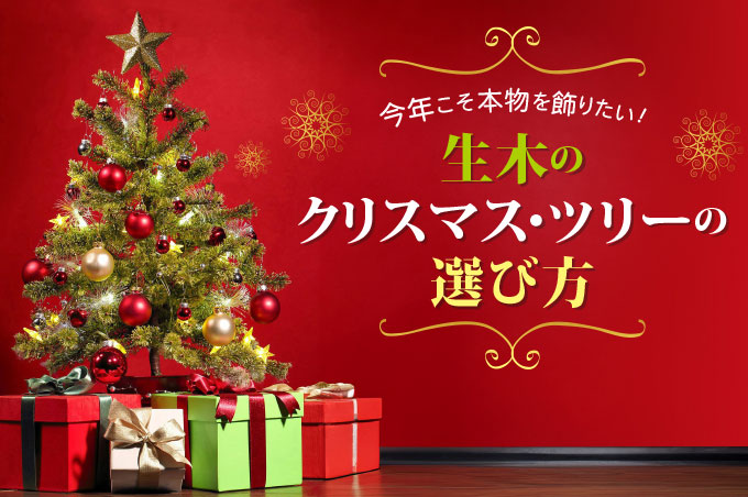今年こそ本物を飾りたい！生木のクリスマス・ツリーの選び方 - Online