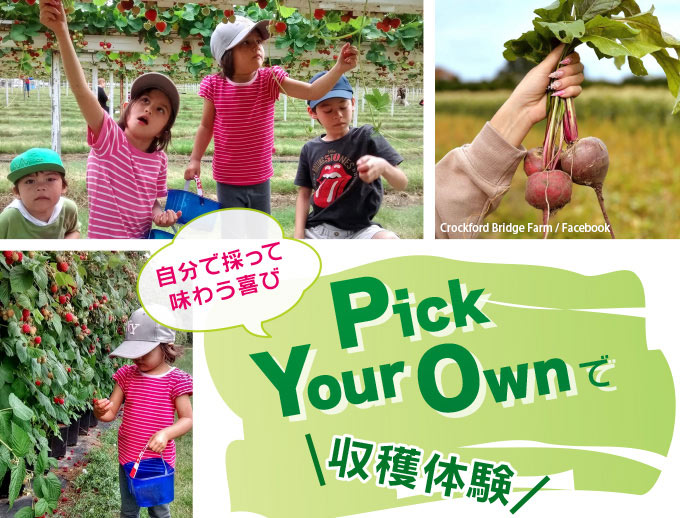 自分で採って味わう喜び Pick Your Ownで収穫体験