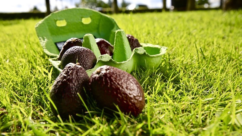 Tesco mini avocado 1235722 4b8a6498 2 2