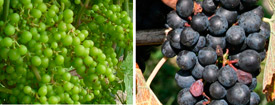 110310_chardonpinoir.jpg